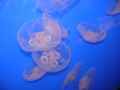 Jelly fish